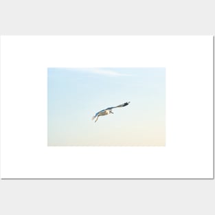 Hovering Larus Californicus 3 Posters and Art